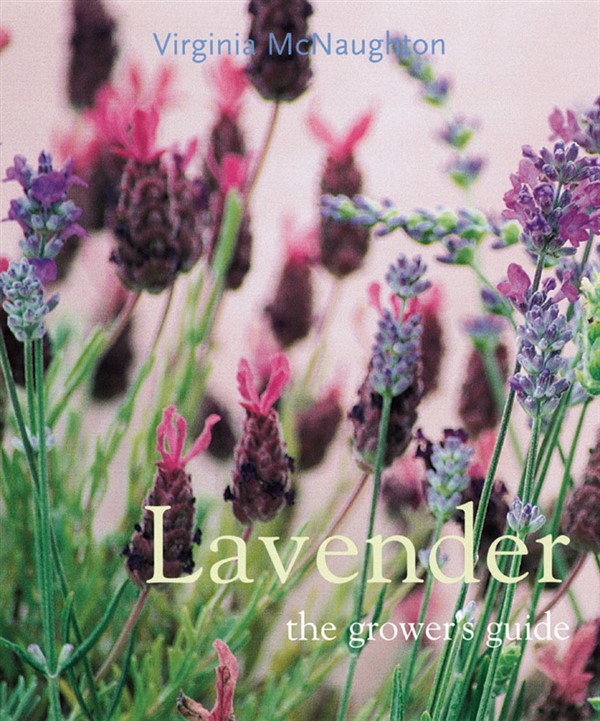 Lavender