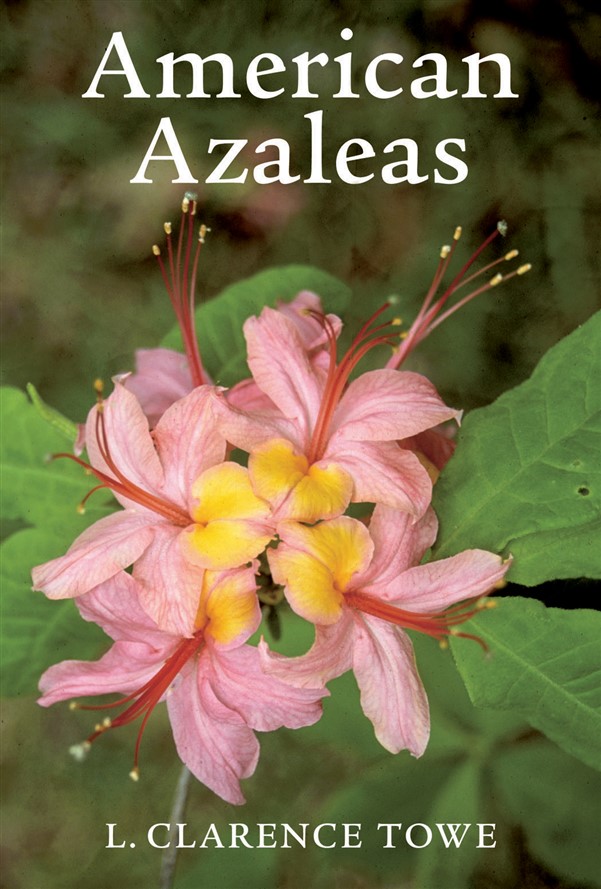 American Azaleas