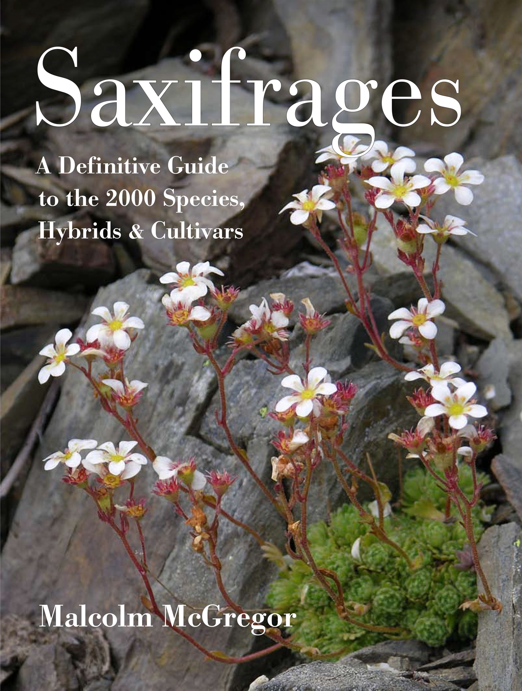 Saxifrages