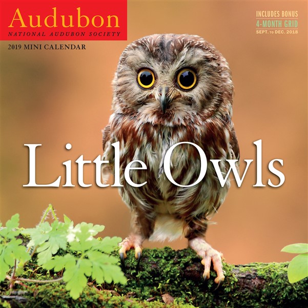 Audubon Little Owls Mini Wall Calendar 2019