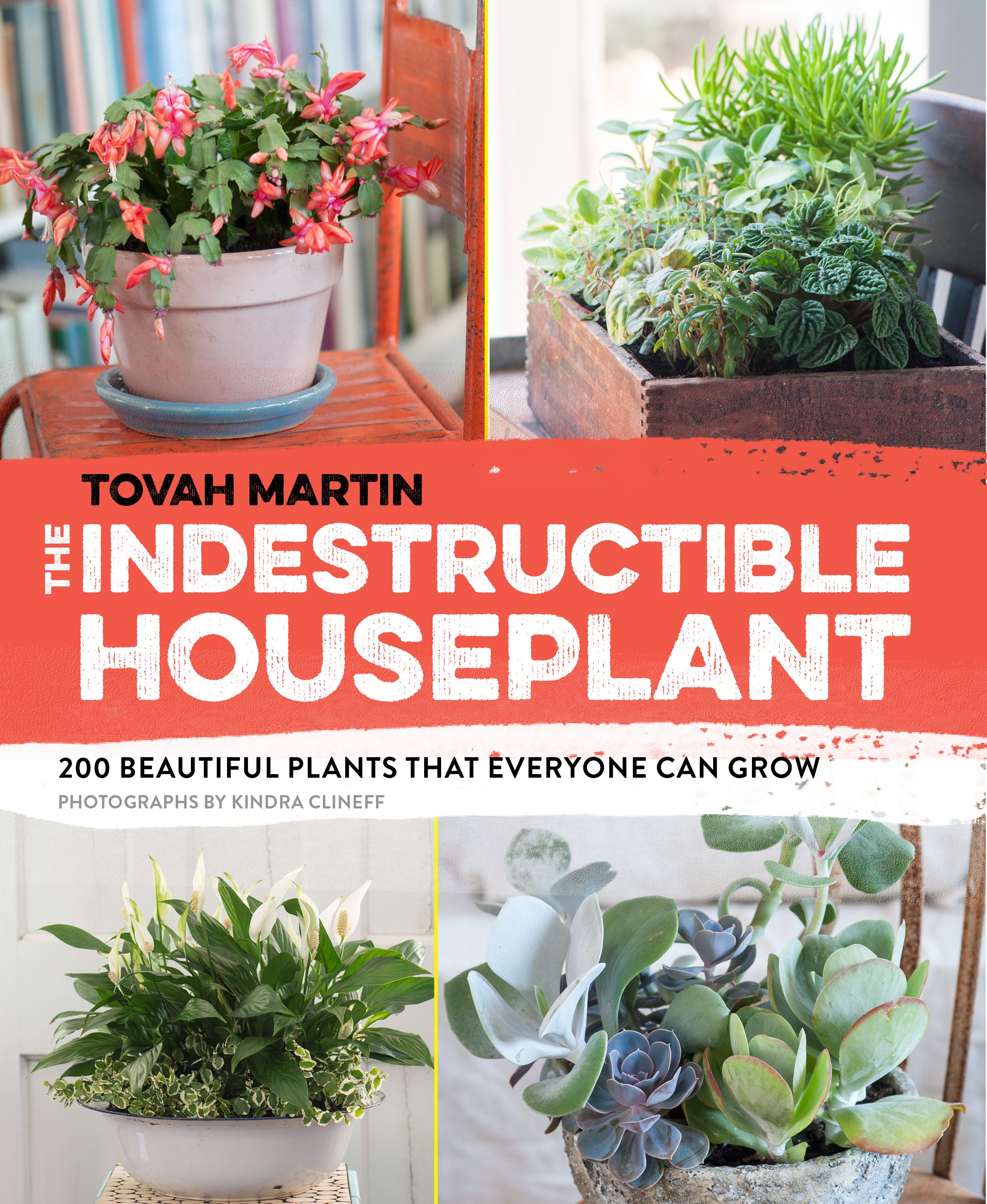 The Indestructible Houseplant