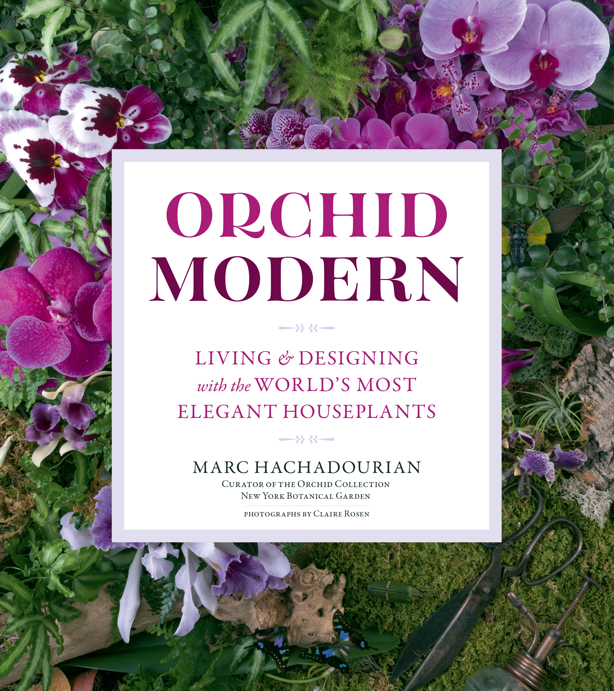 Orchid Modern
